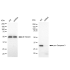 KD-Validated CPP32B Rabbit mAb (20 μl)