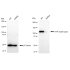 KD-Validated ACL Rabbit mAb (20 μl)