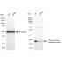 KD-Validated VAMP2 Rabbit mAb (20 μl)