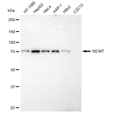KD-Validated MCM7 Rabbit mAb (20 μl)