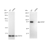 KD-Validated MCM7 Rabbit mAb (20 μl)