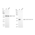 KD-Validated ACTSA Rabbit mAb (20 μl)