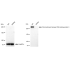 KD-Validated ZFH Rabbit mAb (20 μl)