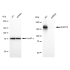 KD-Validated EHMT2 Rabbit mAb (20 μl)