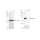 KD-Validated Albumin Rabbit mAb (20 μl)