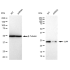 KD-Validated CLPP Rabbit mAb (20 μl)