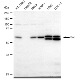 KD-Validated Src Rabbit mAb (20 μl)