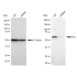 KD-Validated Src Rabbit mAb (20 μl)