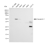 KD-Validated AQP1 Rabbit mAb (20 μl)
