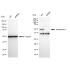KD-Validated AQP1 Rabbit mAb (20 μl)