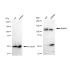KD-Validated BubR1 Rabbit mAb (20 μl)