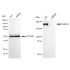 KD-Validated Tuberin Rabbit mAb (20 μl)