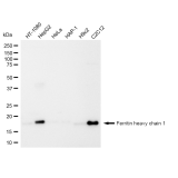 KD-Validated FTH1 Rabbit mAb (20 μl)