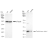 KD-Validated FTH1 Rabbit mAb (20 μl)