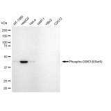 KD-Validated Phospho-GSK3B (Ser9) Rabbit mAb (20 μl)