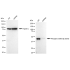 KD-Validated Phospho-GSK3B (Ser9) Rabbit mAb (20 μl)