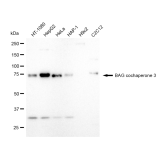 KD-Validated BAG3 Rabbit mAb (20 μl)