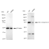 KD-Validated BAG3 Rabbit mAb (20 μl)