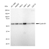 KD-Validated CCNB1 Rabbit mAb (20 μl)