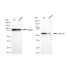 KD-Validated CCNB1 Rabbit mAb (20 μl)