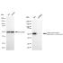 KD-Validated AAMP Rabbit mAb (20 μl)