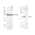 KD-Validated Arp3 Rabbit mAb (20 μl)