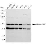 KD-Validated ACTL6A Rabbit mAb (20 μl)