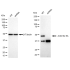 KD-Validated ACTL6A Rabbit mAb (20 μl)