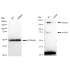 KD-Validated ACSS2 Rabbit mAb (20 μl)
