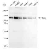 KD-Validated DAXX Rabbit mAb (20 μl)