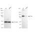 KD-Validated DAXX Rabbit mAb (20 μl)