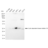 KD-Validated CDKN1B Rabbit mAb (20 μl)