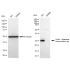 KD-Validated CDKN1B Rabbit mAb (20 μl)