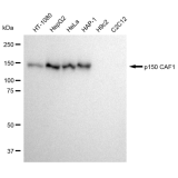 KD-Validated p150 CAF1 Rabbit mAb (20 μl)