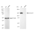 KD-Validated p150 CAF1 Rabbit mAb (20 μl)