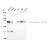 KD-Validated Phospho-PKR (T451) Rabbit mAb (20 μl)