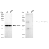 KD-Validated Phospho-PKR (T451) Rabbit mAb (20 μl)