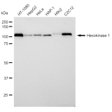 KD-Validated HXK1 Rabbit mAb (20 μl)