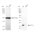 KD-Validated COXIV Rabbit mAb (20 μl)