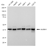KD-Validated ALKBH1 Rabbit mAb (20 μl)