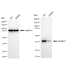 KD-Validated ALKBH1 Rabbit mAb (20 μl)