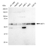 KD-Validated AKT1 Rabbit mAb (20 μl)