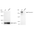 KD-Validated Fibronectin 1 Rabbit mAb (20 μl)