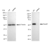 KD-Validated Smad2 Rabbit mAb (20 μl)