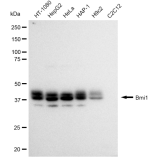 KD-Validated Bmi1 Rabbit mAb (20 μl)