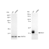 KD-Validated Bmi1 Rabbit mAb (20 μl)