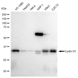 KD-Validated BCL1 Rabbit mAb (20 μl)