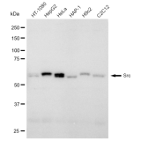 KD-Validated Src Rabbit mAb (20 μl)