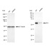 KD-Validated Src Rabbit mAb (20 μl)