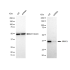 KD-Validated ERCC1 Rabbit mAb (20 μl)